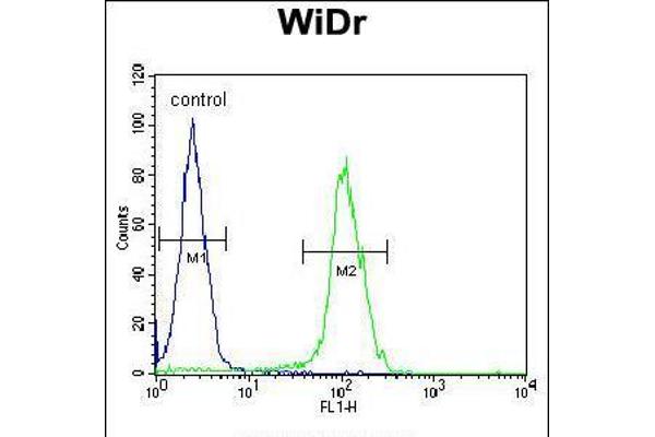 BEX1 antibody  (AA 63-90)