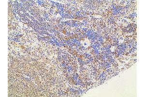 Immunohistochemistry (IHC) image for anti-Ephrin B2 (EFNB2) (C-Term) antibody (ABIN6261455)