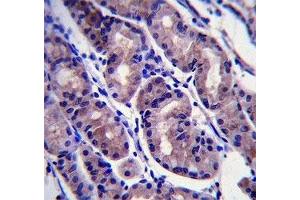FOXA2 antibody immunohistochemistry analysis in formalin fixed and paraffin embedded human stomach tissue.