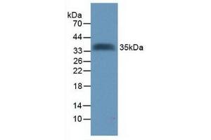 TMEFF2 anticorps  (AA 52-290)