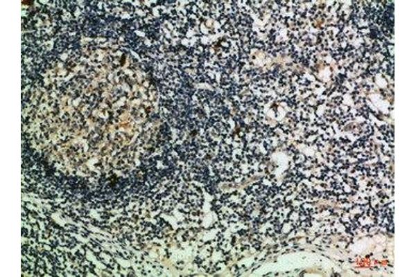 GZMM antibody  (AA 207-256)