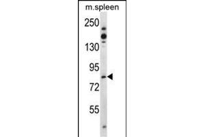 Tiparp Antibody (N-term) (ABIN392513 and ABIN2842075) western blot analysis in mouse spleen tissue lysates (35 μg/lane).
