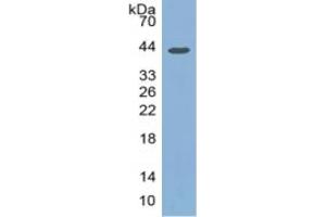 Western Blotting (WB) image for Transferrin (TF) ELISA Kit (ABIN6574111)