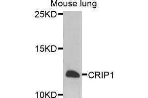 Western blot analysis of extracts of mouse lung, using CRIP1 antibody. (CRIP1 antibody)
