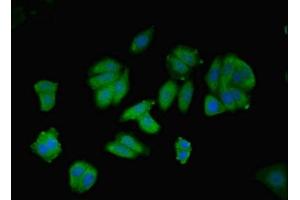 Immunofluorescent analysis of HepG2 cells using ABIN7144130 at dilution of 1:100 and Alexa Fluor 488-congugated AffiniPure Goat Anti-Rabbit IgG(H+L) (AGT antibody  (AA 35-285))