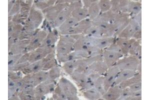 IHC-P analysis of Pig Heart Tissue, with DAB staining.