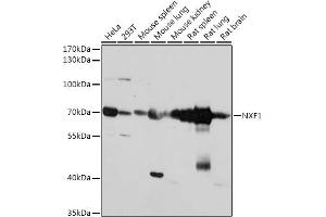 Western blot analysis of extracts of various cell lines, using NXF1 antibody (ABIN7269024) at 1:1000 dilution. (NXF1 antibody  (AA 57-356))
