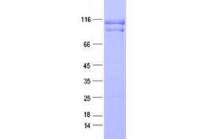 SEC24C Protein (DYKDDDDK Tag)