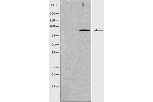 Cadherin 7 antibody  (C-Term)