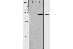Western blot analysis of extracts from A549 cells, using CDH7 antibody.