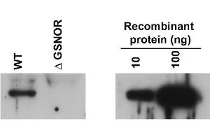 Image no. 1 for anti-Alcohol Dehydrogenase 5 (Class III), chi Polypeptide (ADH5) antibody (ABIN488639) (ADH5 antibody)
