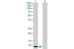 Western Blot analysis of S100A13 expression in transfected 293T cell line by S100A13 MaxPab polyclonal antibody.