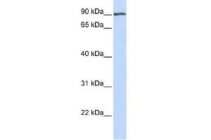 WB Suggested Anti-APP Antibody Titration: 0. (APP antibody  (Middle Region))