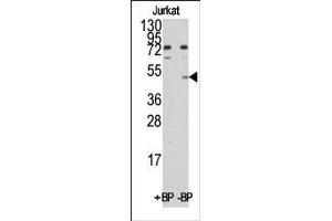 Image no. 1 for anti-MYC Induced Nuclear Antigen (MINA) (C-Term) antibody (ABIN356565) (MINA antibody  (C-Term))