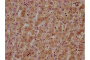 IHC image of ABIN7140074 diluted at 1:800 and staining in paraffin-embedded human liver tissue performed on a Leica BondTM system. (GPR37 antibody  (AA 114-133))