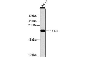 Western blot analysis of extracts of MCF-7 cells, using POLD4 antibody (ABIN6133433, ABIN6145883, ABIN6145884 and ABIN6224592) at 1:1000 dilution. (POLD4 antibody  (AA 1-107))