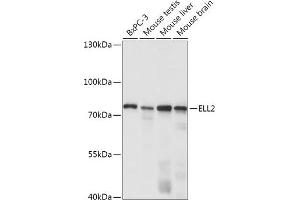 Western blot analysis of extracts of various cell lines, using ELL2 antibody (ABIN7266925) at 1:1000 dilution. (ELL2 antibody  (AA 253-352))