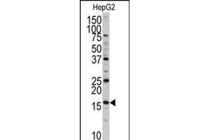 Western blot analysis of anti-XTP3T Antibody (N-term) (ABIN389324 and ABIN2839441) in HepG2 cell line lysates (35 μg/lane).
