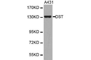 Western blot analysis of extracts of various cell lines, using DST antibody.