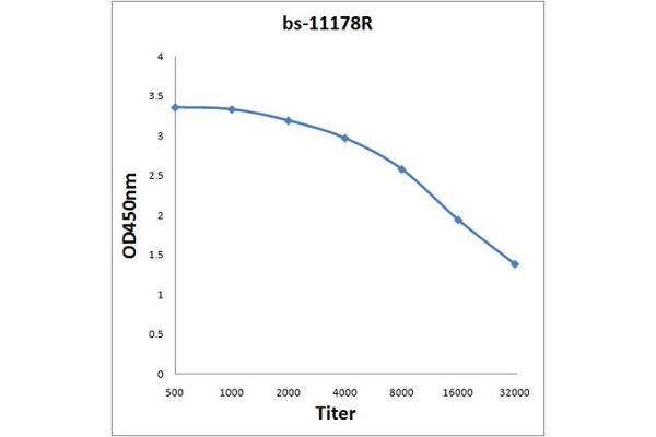 H13 antibody  (AA 251-350)