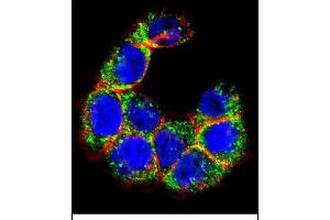 Confocal immunofluorescent analysis of MUC20 Antibody (C-term) (ABIN652400 and ABIN2837984) with WiDr cell followed by Alexa Fluor 488-conjugated goat anti-rabbit lgG (green). (MUC20 antibody  (C-Term))