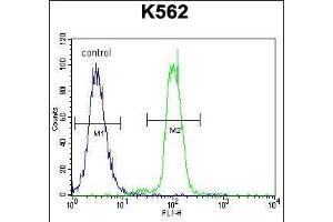 KLF4 Antibody (C-term) (ABIN655898 and ABIN2845298) flow cytometric analysis of K562 cells (right histogram) compared to a negative control cell (left histogram). (KLF4 antibody  (C-Term))