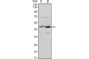 Western blot analysis using CD86 mouse mAb against L1210 (1) and MOLT-4 (2) cell lysate. (CD86 antibody)