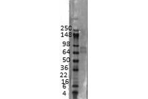 Kv4. (KCND3 antibody  (C-Term))