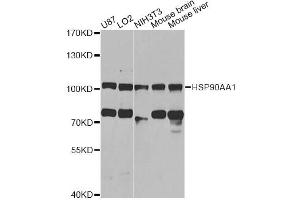 Western blot analysis of extracts of various cell lines, using HSP90AA1 antibody (ABIN6292998) at 1:1000 dilution.
