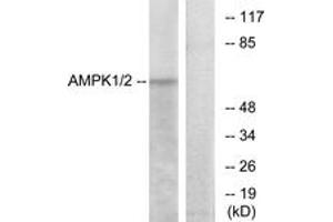 Western blot analysis of extracts from HT29 cells, using AMPK1 (Ab-485) Antibody. (PRKAA1 antibody  (AA 451-500))
