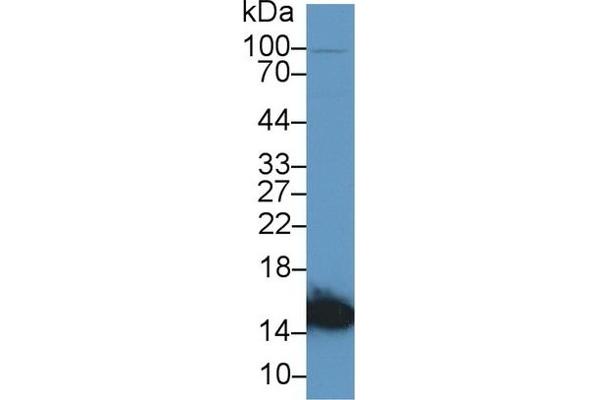 FABP3 antibody  (AA 1-133)