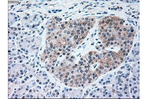 Immunohistochemical staining of paraffin-embedded pancreas tissue using anti-NRBP1mouse monoclonal antibody. (NRBP1 antibody)