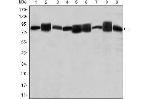Western blot analysis using HSP90AB1 mouse mAb against Jurkat (1), A431 (2), Hela (3), A549 (4), HEK293 (5), K562 (6), NIH/3T3 (7), PC-12 (8) and Cos7 (9) cell lysate.