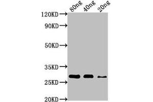 Western Blot Positive WB detected in Recombinant protein All lanes: nef antibody at 1:1000 Secondary Goat polyclonal to rabbit IgG at 1/50000 dilution Predicted band size: 28 kDa Observed band size: 28 kDa (Nef (AA 1-209) antibody)
