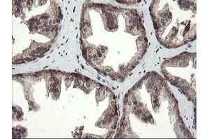 Image no. 1 for anti-Transmembrane Protein 173 (TMEM173) antibody (ABIN1501428) (STING/TMEM173 antibody)
