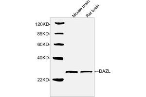 Western blot analysis of tissue lysates using DAZL Antibody, pAb, Rabbit (ABIN399110, 1 µg/mL) The signal was developed with IRDye-800 Conjugated Goat Anti-Rabbit IgG.
