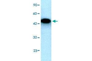 Western Blot analysis of HepG2 cell lysate with EYA3 polyclonal antibody  at 0.
