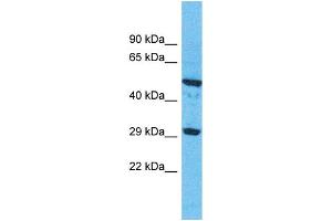 Western Blotting (WB) image for anti-Olfactory Receptor, Family 9, Subfamily G, Member 1 (OR9G1) (C-Term) antibody (ABIN2791747) (OR9G1 antibody  (C-Term))