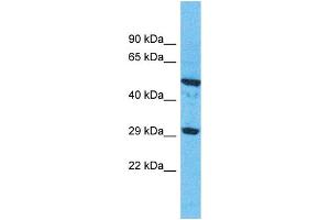 Western Blotting (WB) image for anti-Olfactory Receptor, Family 9, Subfamily G, Member 1 (OR9G1) (C-Term) antibody (ABIN2498651) (OR9G1 antibody  (C-Term))
