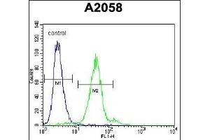 TE Antibody (C-term) (ABIN657175 and ABIN2846306) flow cytometric analysis of  cells (right histogram) compared to a negative control cell (left histogram). (TEX261 antibody  (C-Term))