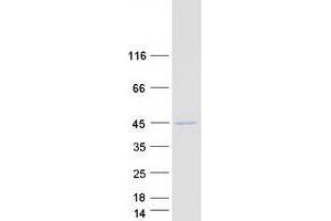 Validation with Western Blot (PTGR2 Protein (Transcript Variant 3) (Myc-DYKDDDDK Tag))