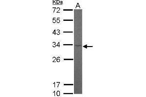 WB Image Sample (50 ug of whole cell lysate) A: Mouse brain 12% SDS PAGE antibody diluted at 1:1000 (RPL8 antibody)