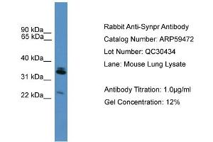 WB Suggested Anti-Synpr  Antibody Titration: 0.