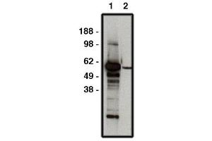 Western blot using FBXW7 antibody   used at 1:50k dilution. (FBXW7 antibody)