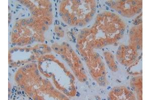 Detection of PK2 in Human Kidney Tissue using Polyclonal Antibody to Prokineticin 2 (PK2)
