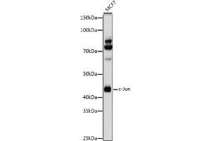 Western blot analysis of extracts of MCF7 cells, using c-Jun antibody (ABIN6131074, ABIN6142670, ABIN6142671 and ABIN6215187) at 1:1000 dilution. (C-JUN antibody  (AA 1-70))