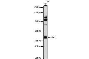 Western blot analysis of extracts of MCF7 cells, using c-Jun antibody (ABIN6131074, ABIN6142670, ABIN6142671 and ABIN6215187) at 1:1000 dilution. (C-JUN antibody  (AA 1-70))
