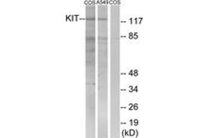 Western blot analysis of extracts from COS7/A549, using c-Kit (Ab-721) Antibody. (KIT antibody  (AA 688-737))