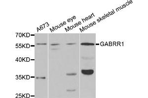 Western blot analysis of extracts of various cell lines, using GABRR1 antibody (ABIN5973370) at 1/1000 dilution.