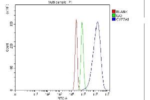 anti-Cytochrome P450, Family 7, Subfamily A, Polypeptide 1 (CYP7A1) (AA 301-504) antibody